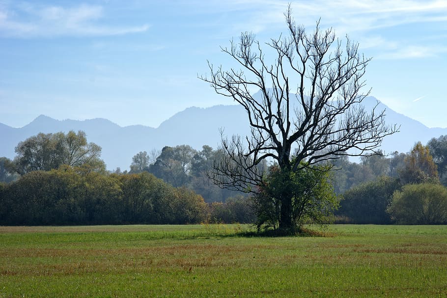 Autumn, Tree, Meadow, individually, withers, dry, dead plant, aesthetic, kahl, landscape
