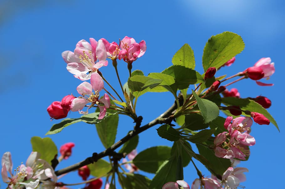 花 ピンク 白 春 桜 植物 葉 開花植物 植物の部分 青 Pxfuel