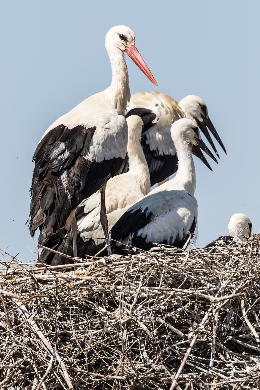 la familia, spain, huelva, white stork, birding, stork, wildlife, nature, animal, nesting