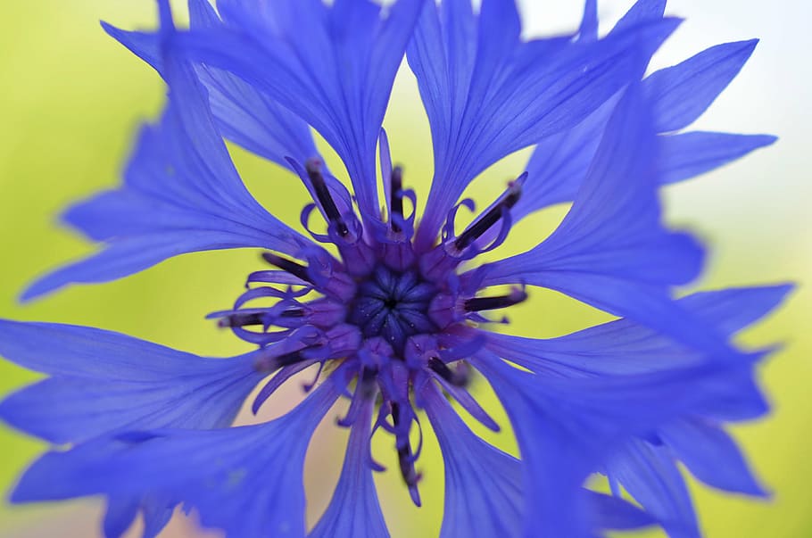 purple floral decor, cornflower, blossom, bloom, blue violet, nature, flower, plant, spring, color