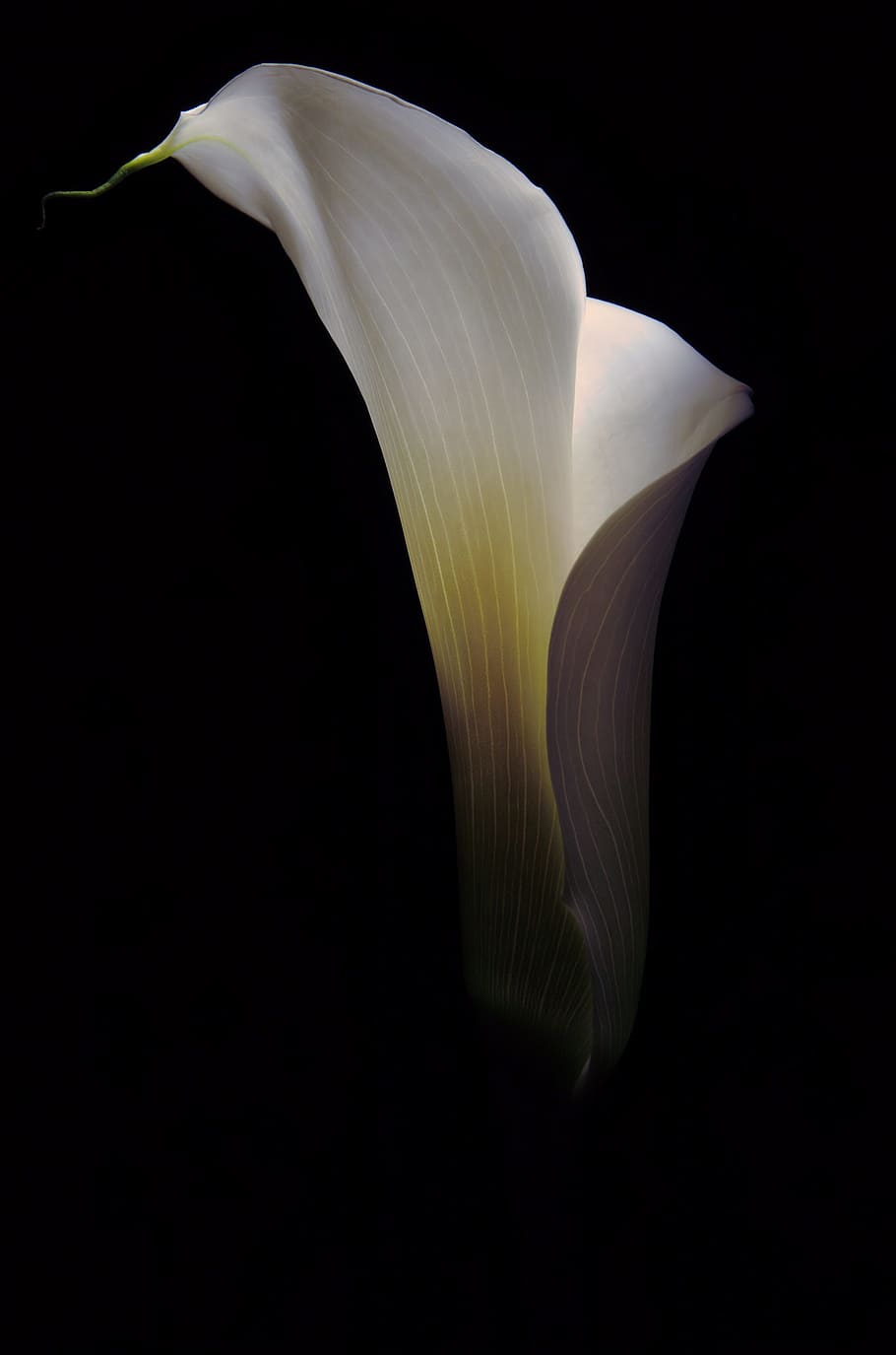 close-up photo, white, calla lily flower, flower, calla, floral, lily, botany, botanical, lilly