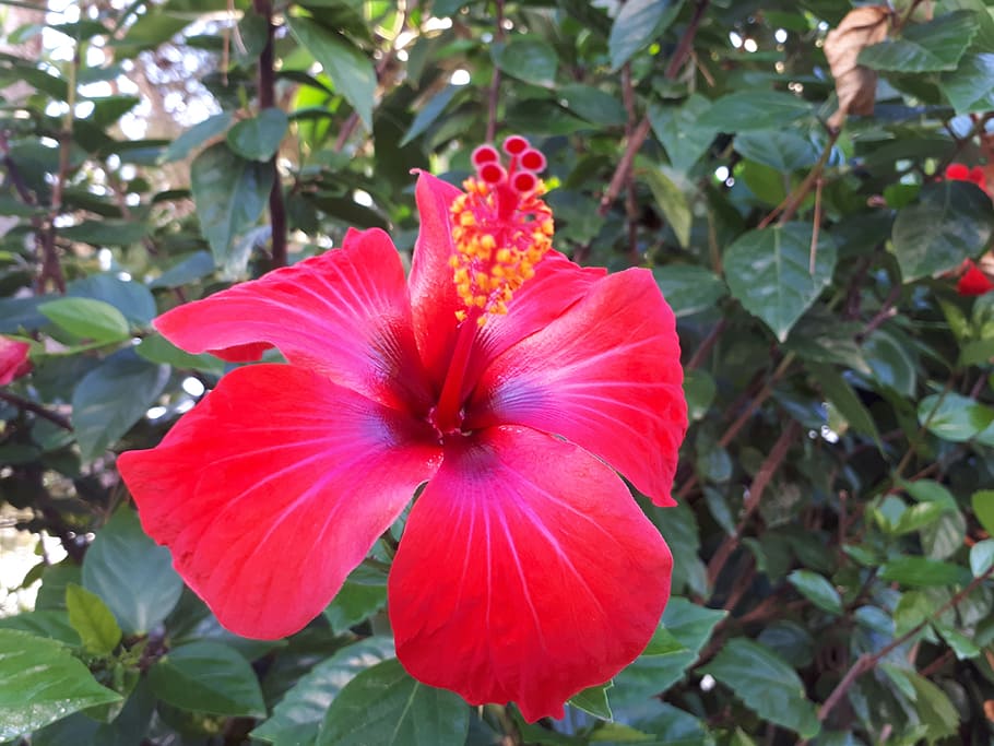 hibiscus, flower, red, bush, plant, large blooms, mediterranean, summer, growth, beauty in nature