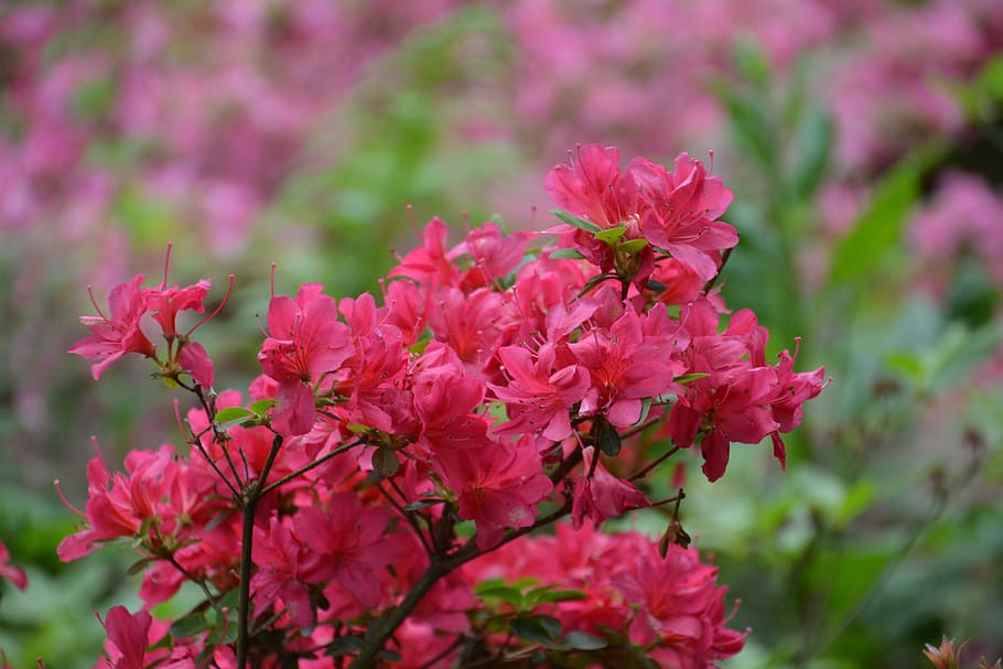 azalea, flor, azaleas, rosa, primavera, rododendro, naturaleza, floración  completa, flores de jardín, mayo | Pxfuel