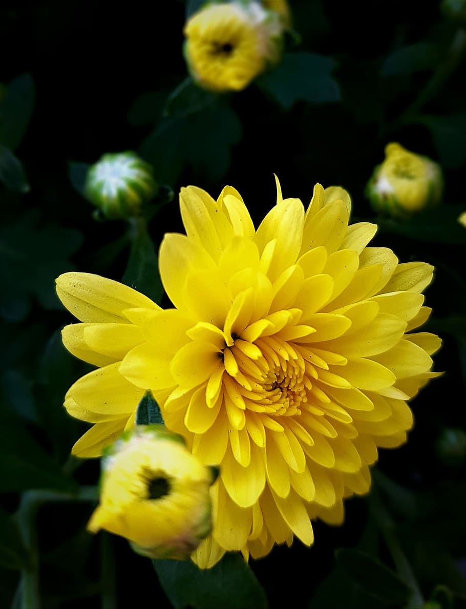 flowers, autumn, chrysanthemum, nature, plants, asteraceae, petal, lily, yellow, buds
