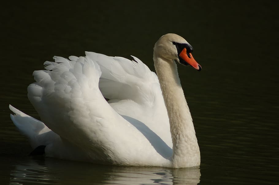 white swan, swan, elegant, plumage, birds, ala, swans, animals in the wild, animal themes, bird