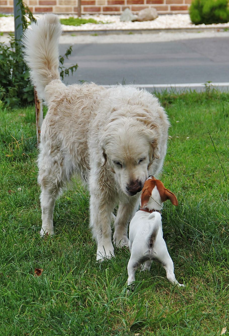 小, 2匹の犬, 大小, 歓迎, 子犬, ジャックラッセルテリア, ゴールデンレトリバー, ペット, 犬, 動物の写真