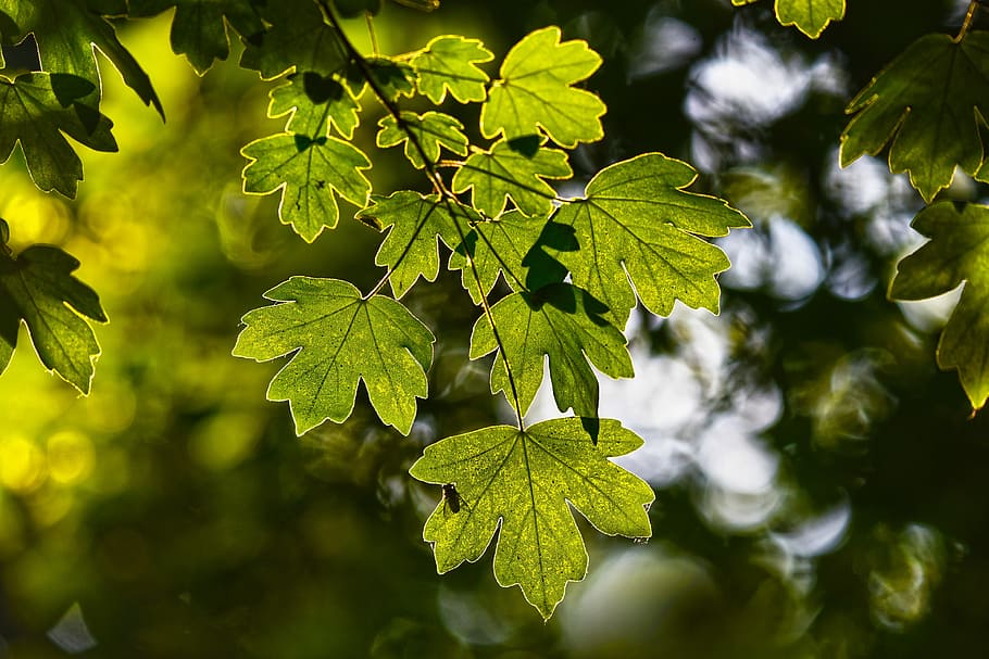 green, leaf plant, daytime, leaves, foliage, branch, tree, forest, overhead, vein