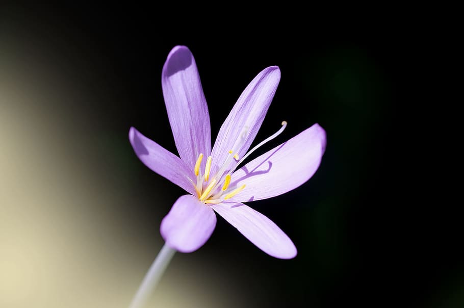 purple, rain lily, isolated, black, background, budding rock elke, head elke, spross forming cloves capitula, carnation family, flower