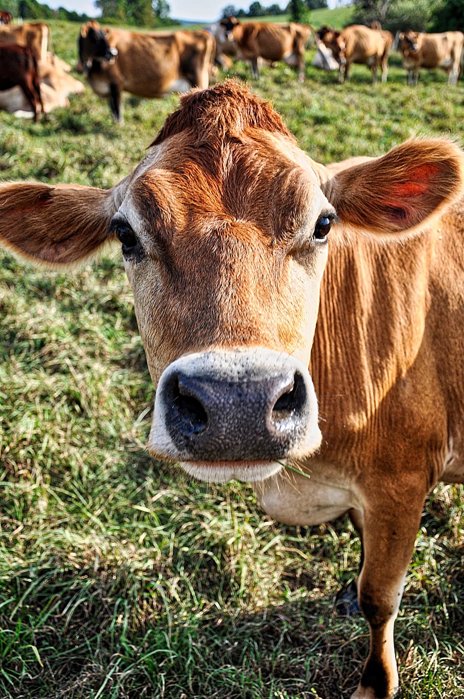Cow, Jersey, Dairy, Milk, Farm, Rural, dairy, milk, livestock, herd, pasture