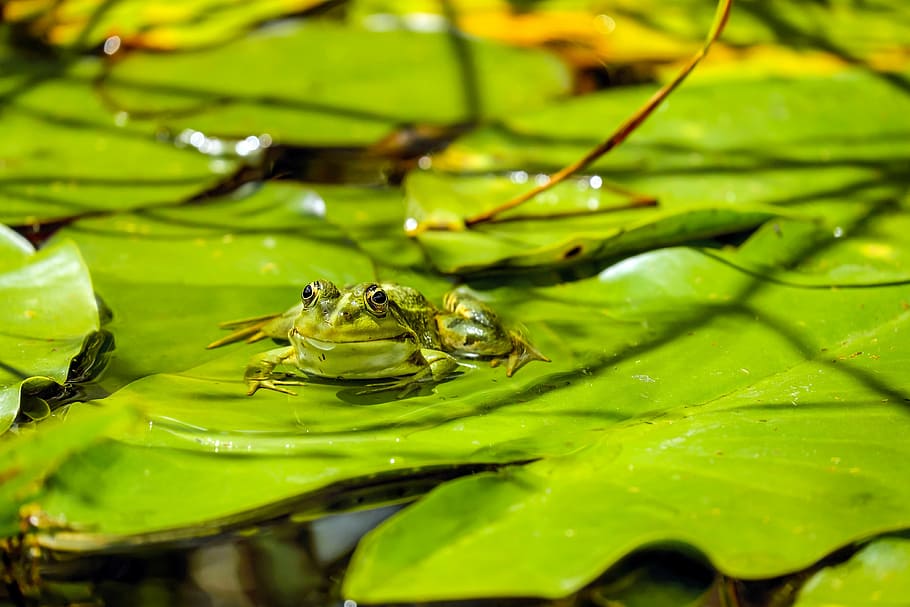 Verde, rana, hoja, rana de agua, estanque de ranas, animal, sentado, hoja de nuphar pumila, estanque, agua
