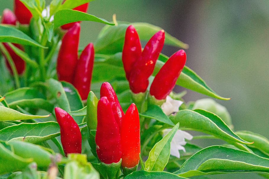 chili, foods, kitchen, alimentari, delicious, red, eat, growth, green color, plant