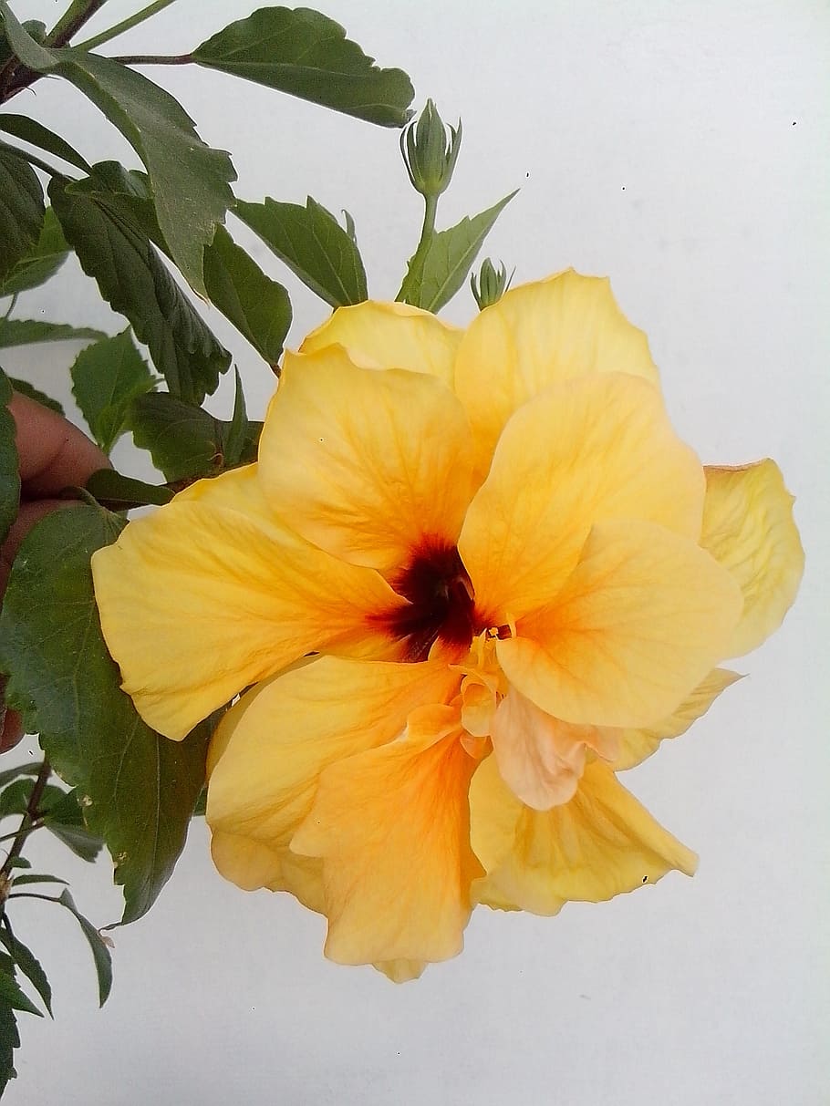 yellow, hibiscus, Yellow Hibiscus, Flower, yellow flower, chinese rose, petal, flower head, fragility, freshness