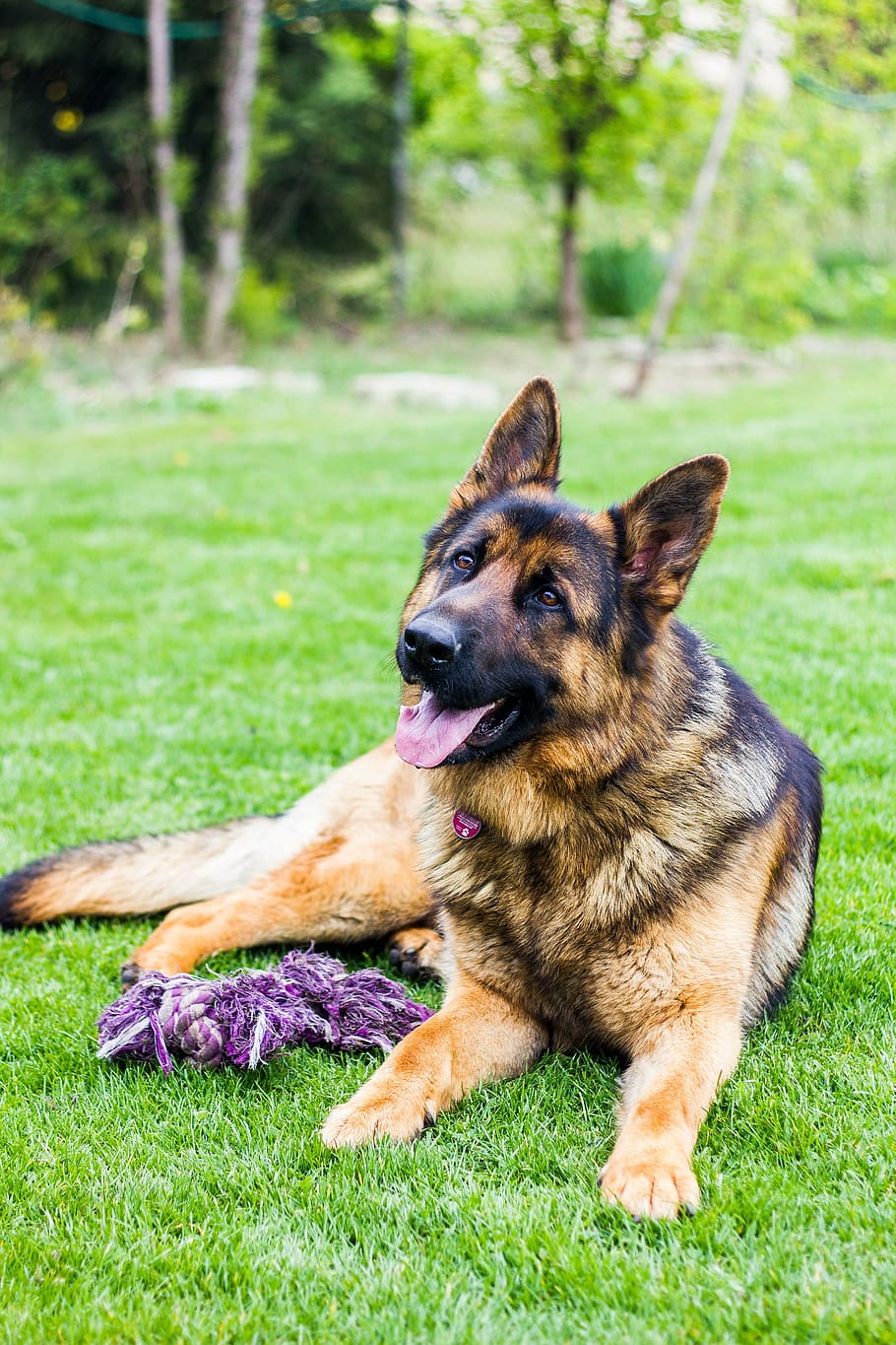 german shepherd, lying, grass, dog, dogs, animal, is watching, loyalty, pets, four-legged