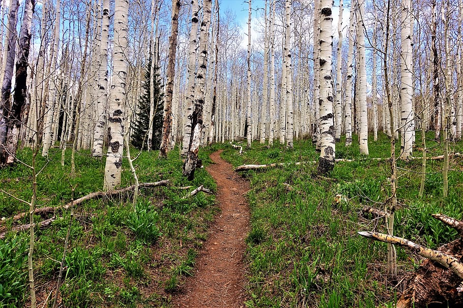 aspen trees, forest, path, high altitude, hike, mountain trail, plant, land, tree, tranquility