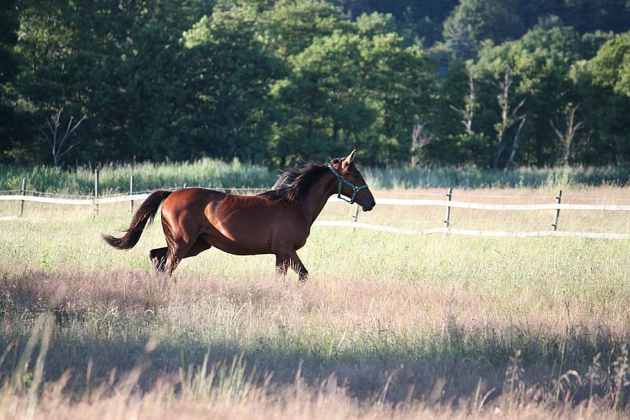 Horse, Hage, Bed, summer, swedish summer, animal themes, one animal, field, grass, running