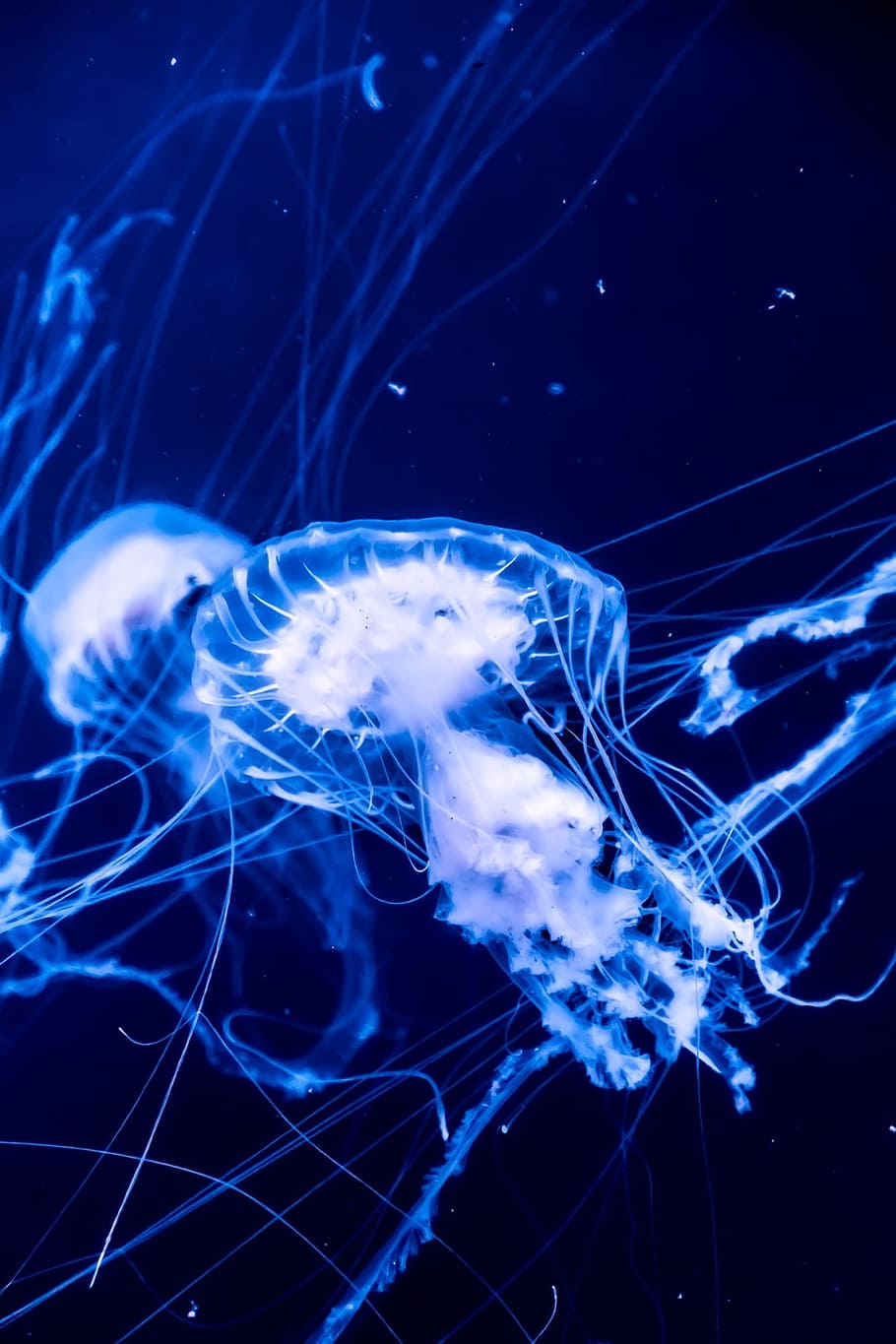 Jellyfish, Sea, Ocean, Macro, Closeup, underwater, marine, blue, sea life, tentacle