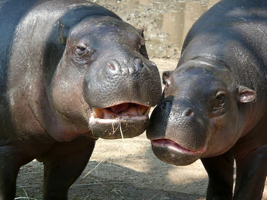 two hippos, Hippos, animal, phhotos, hippo, mammal, public domain, wildlife, large, hippopotamus