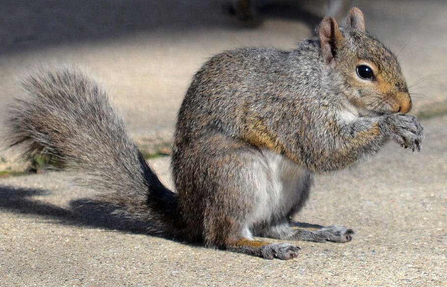 リス 動物 自然 かわいい 食べる 毛皮で覆われた ドングリ 屋外 げっ歯類 哺乳動物 Pxfuel