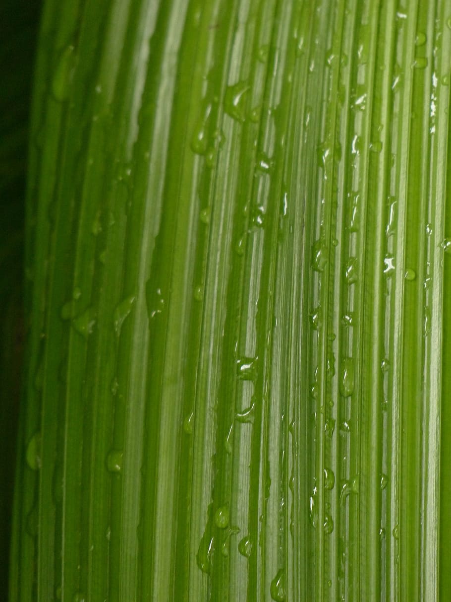 hoja, rasgadura, acanalado, verde, curculigo capitulata, hierba de palma, similar a la palma, arrugada molesta, hojas en forma de lanza, goteo