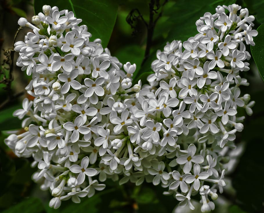 lila, flores, arbusto floreciente, flores blancas, lila blanca, arbusto de  lila, flor, planta, arbusto, naturaleza | Pxfuel
