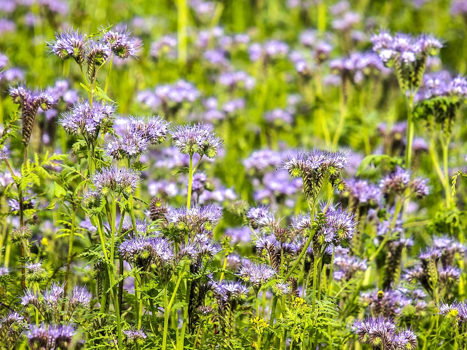 Как цветет фацелия фото