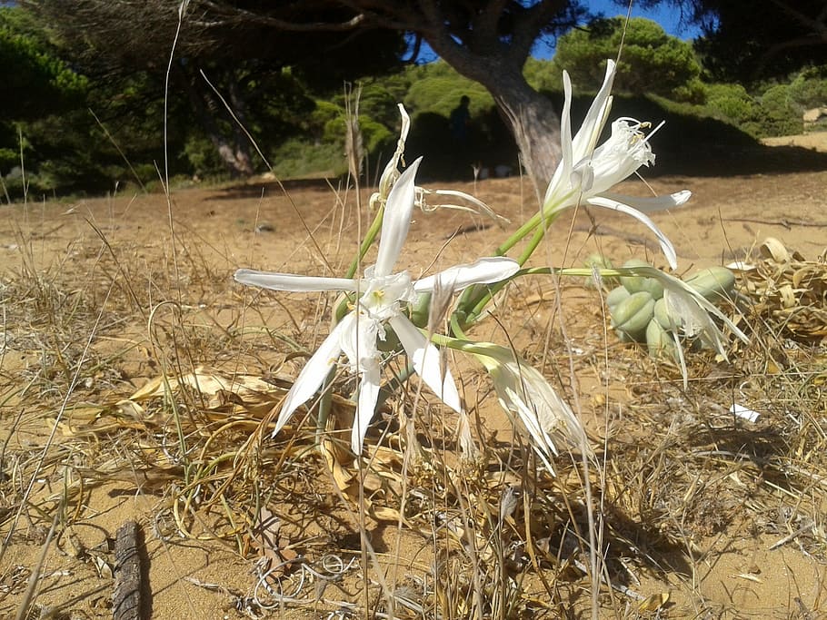 el lirio de mar, narciso de mar, pancratium maritimum, flores, blanco,  naturaleza, planta, tierra, campo, crecimiento | Pxfuel