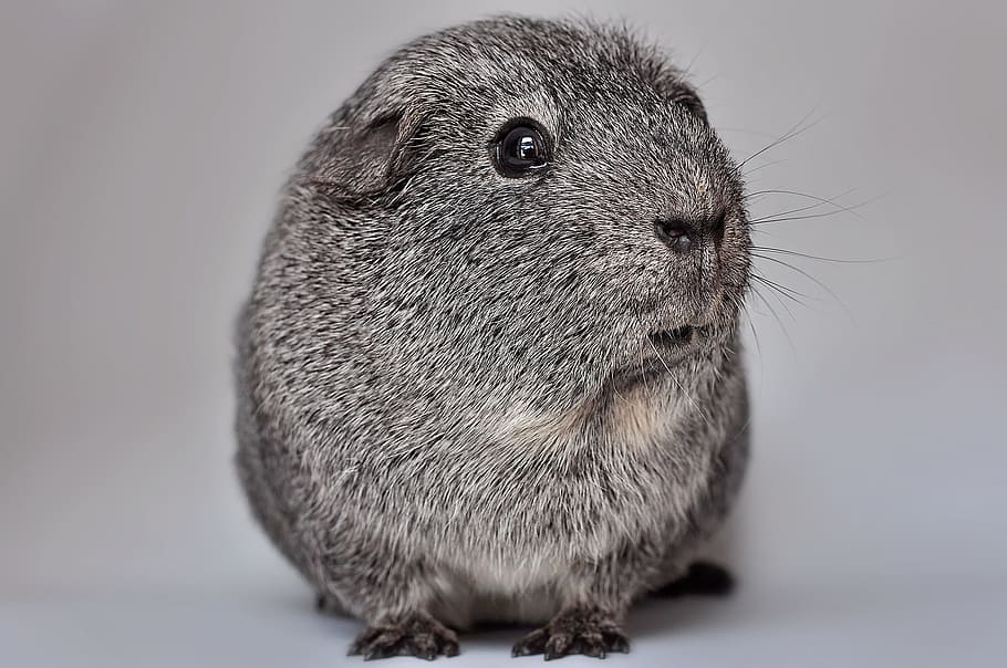 Guinea Pig, Smooth, Hair, Silver, smooth hair, black and white agouti, nager, rodent, pet, small animal