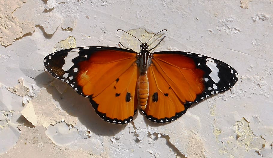 vanessa atalanta mariposa, blanco, pared, mariposa, animal, criatura, salvaje, naturaleza, insecto, fauna