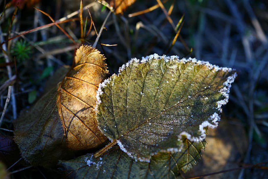 秋, 最初の霜, 傾いた, 落ちた葉, 氷, 水たまり, listopad, 秋の葉, 葉, クローズアップ