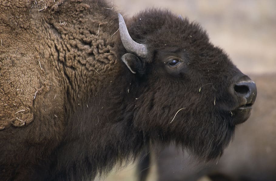 black water buffalo, bison, buffalo, animal, zoology, mammal, species, wilderness, environment, outdoors