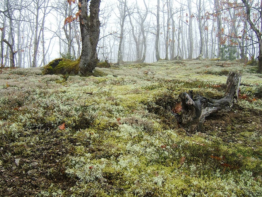 moss, leafless trees, oak forest, fog in the oak grove, autumn mood in the forest, gloomy, autumn mood, forest floor, bemoost, hebstlich