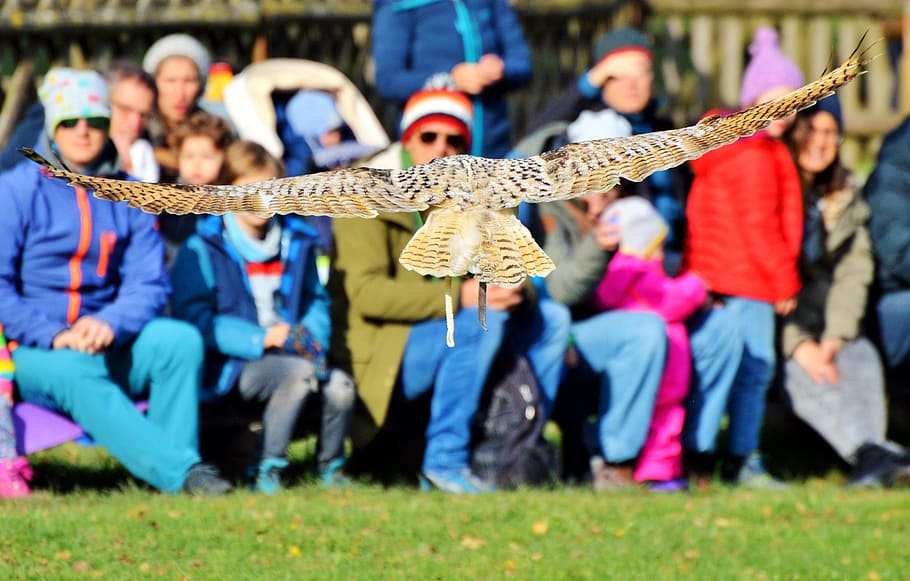 barn owl, owl, raptor, bird, flight, fly, show, viewers, plumage, feather