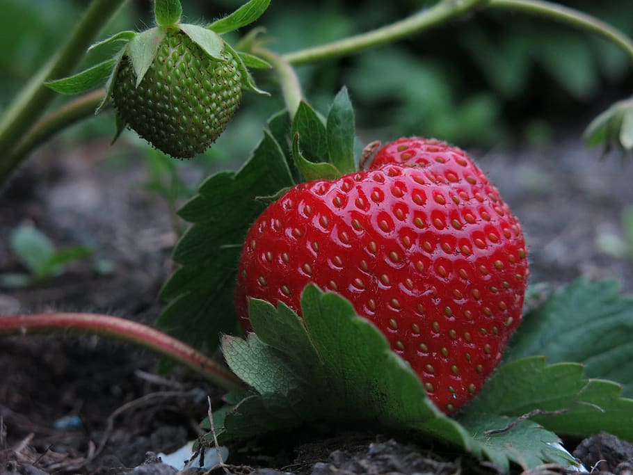 strawberry, elsanta, buah pinang kolektif, masak, merah, hijau, buah, makanan, bio, nutrisi