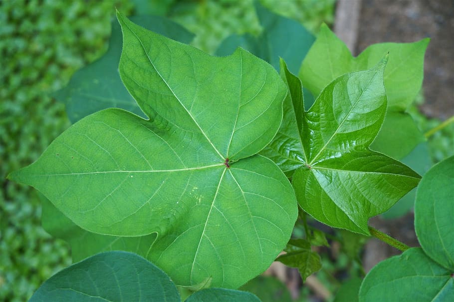 cotton plant leaves, garden, leaves, cotton, nature, unusual, green, plant, flora, leaf