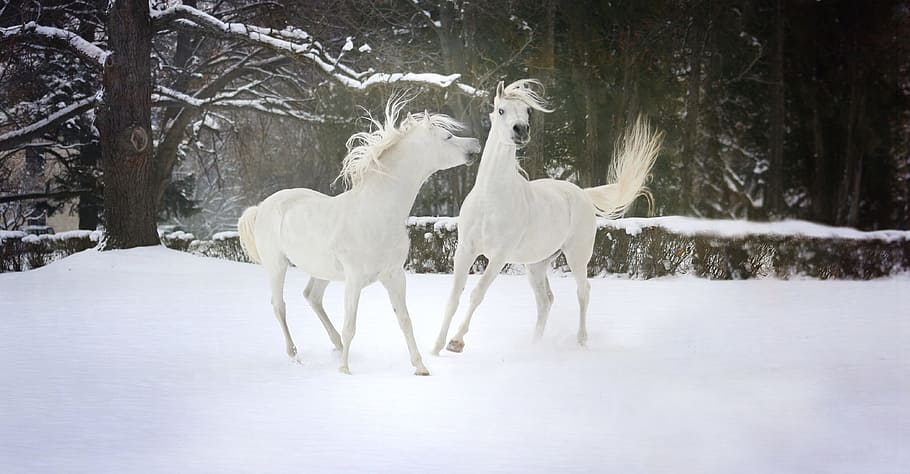 two, white, horse, snow, surrounded, trees, daytime, winter, nature, cold