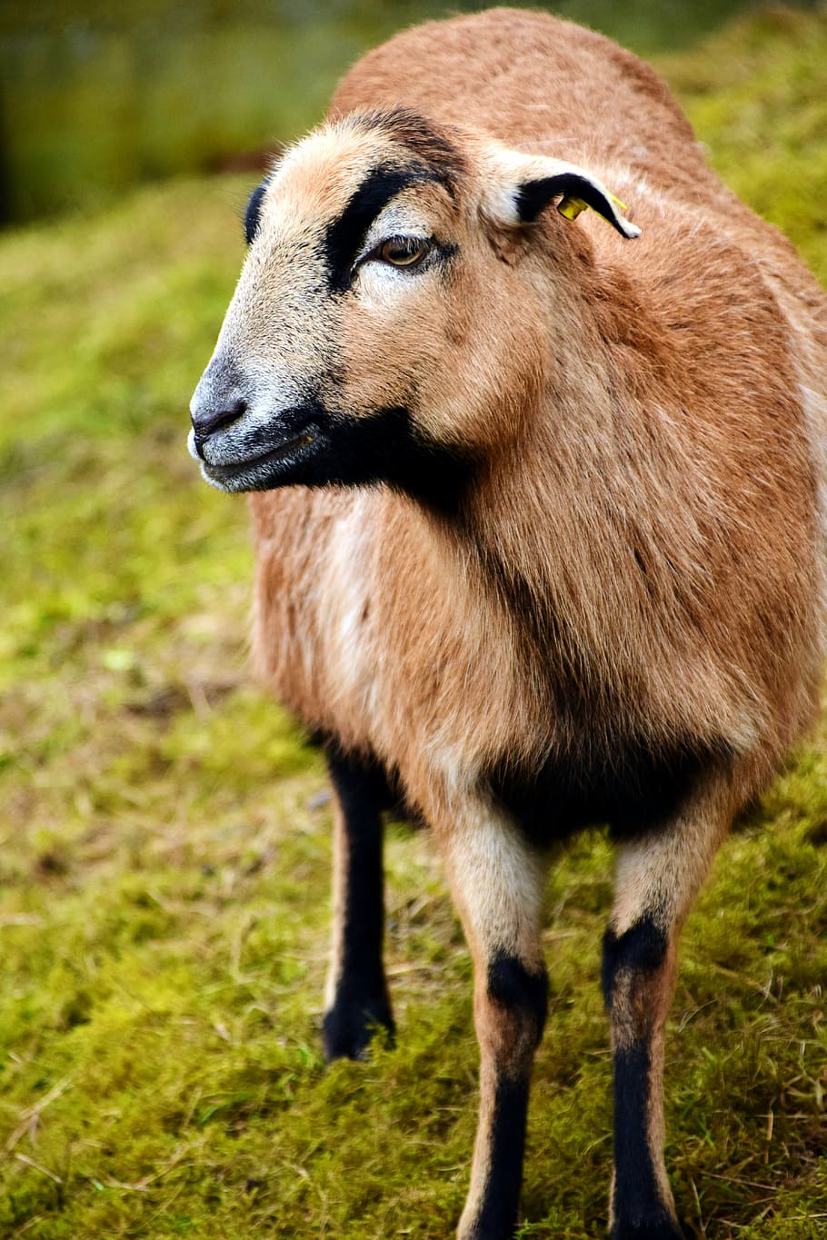 ovelha, marrom, ovelha marrom, pasto, mamífero, pecuária, prado, natureza, mundo animal, pele