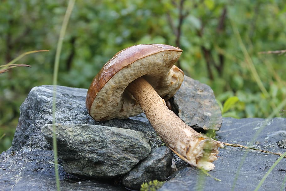 Cep, Mushroom, Stone, nature, food, outdoors, fungus, forest, day, food and drink