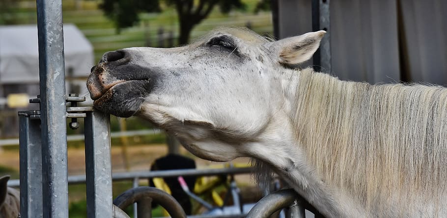 horse, scratching, mouth, steel bar, mold, reiterhof, animal, white horse, nature, stall