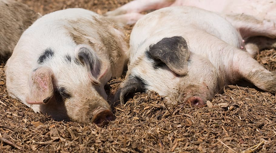 two, black, pink, piglets, piglet, pig, pigs, animal, animals, piggy