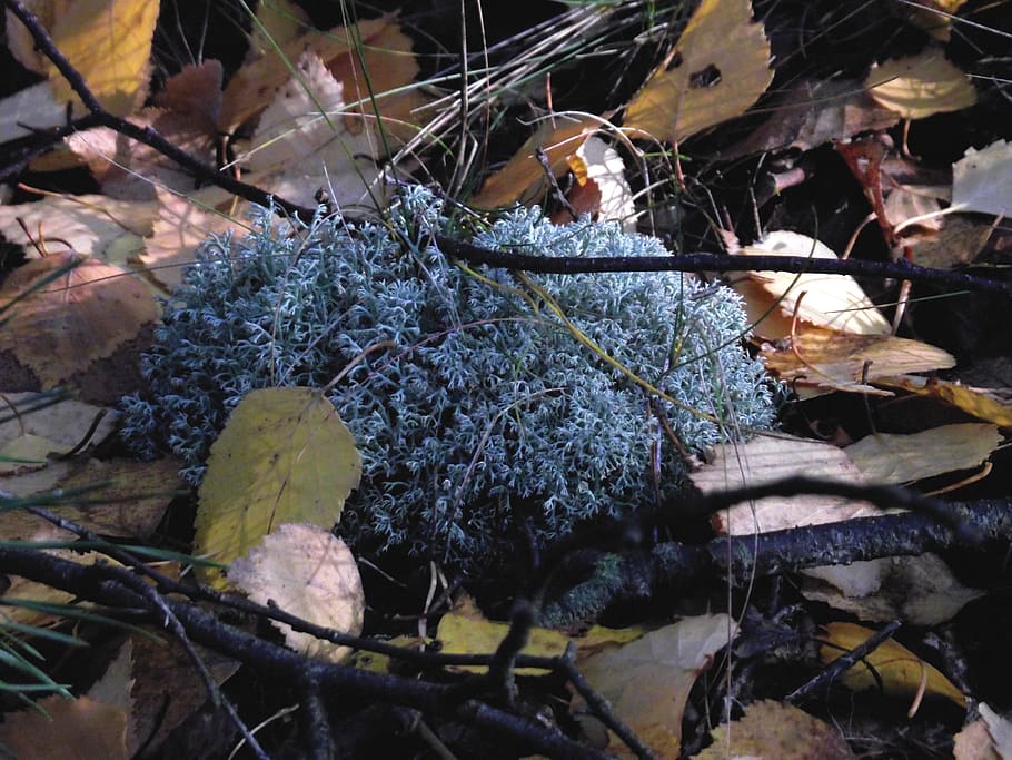 lichens, mosses, forest, fleece, leaf, plant part, plant, nature, day, tree