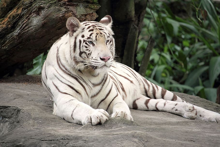 white tiger, animal, beast, predator, fauna, rare, tiger, carnivore, wildlife, mammal