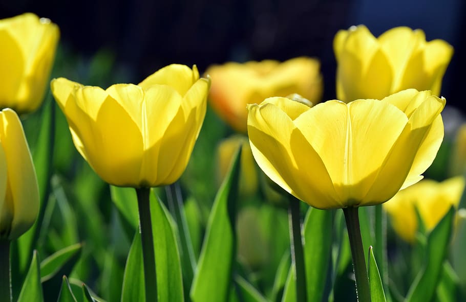 bright, back light, yellow, tulips, close, nature, plant, flower, garden, schnittblume