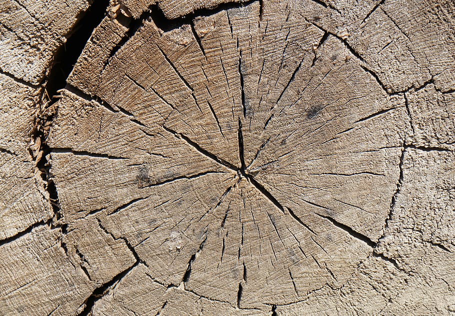 wood, old, cross section, rings, cut off, nature, background, texture, structure, tree