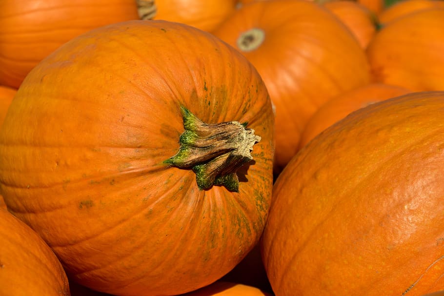 calabaza, halloween, otoño, octubre, naranja, decoración, cosecha, redondo, comestible, estacional