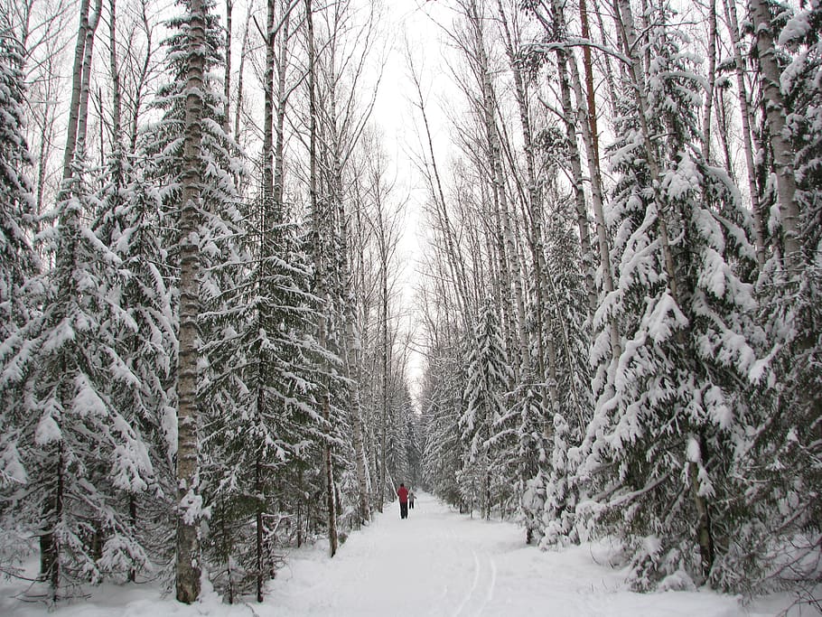 winter, forest, frost, trail, glade, nature, snow, trees, landscape, cold