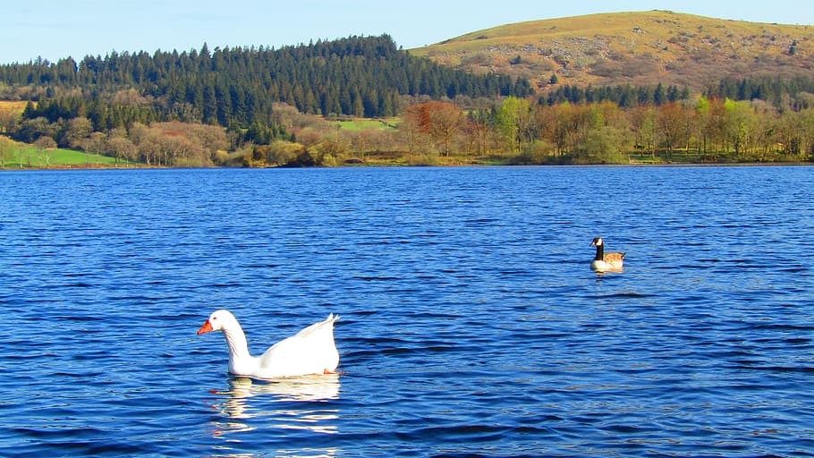 Burrator Reservoir, April, white goose, water, animal wildlife, waterfront, animal, beauty in nature, animal themes, animals in the wild