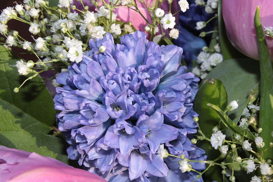 bouquet, hyacinth, gypsophila, fragrance, spring bouquet, cut flowers, flower, flowering plant, beauty in nature, plant