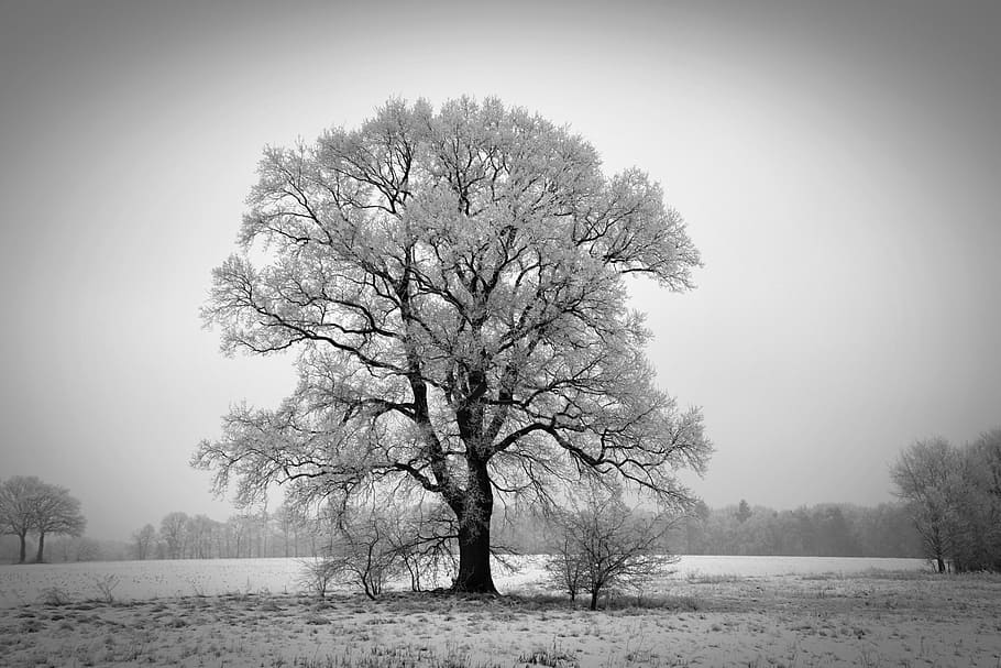 invierno, árbol, winterbaum, invernal, frío, escarcha, congelado, magia de invierno, helado, planta