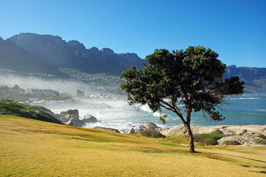 tree, cliff side, south africa, mountain, seaside, deserted beach, wild coast, waves, water, plant