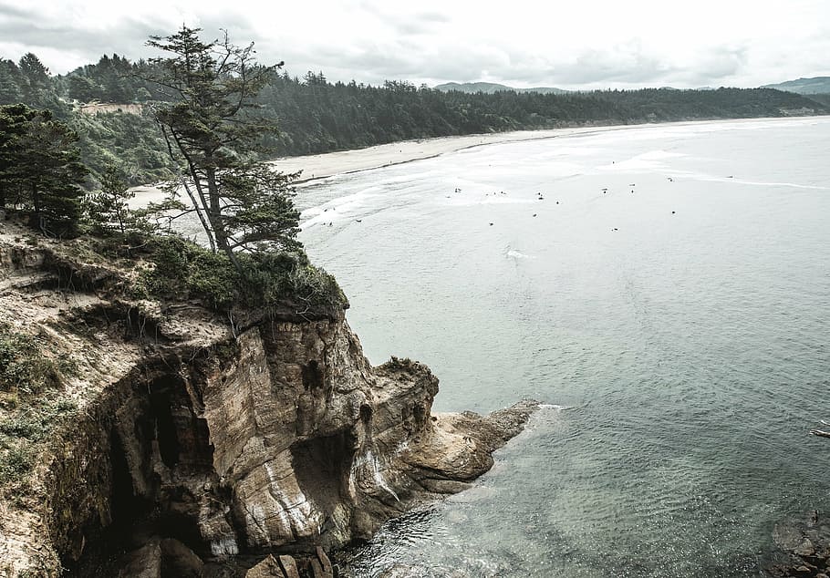 bird, eye view photography, tree, cliff, body, water, sea, ocean, waves, nature